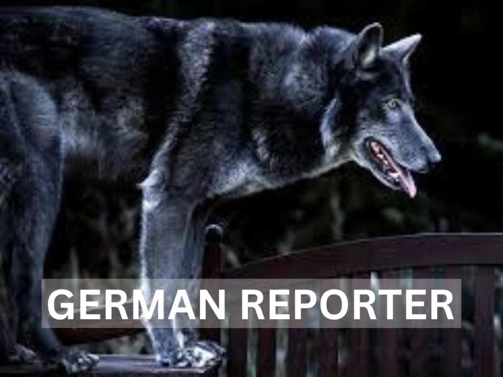 Wolfshund Schwarz Faszinierende Eigenschaften und besondere Rassen (1)
